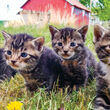 The Whitman County Humane Society is preparing for kitten season.